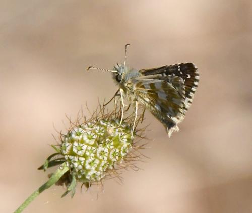 Pyrgus sp.